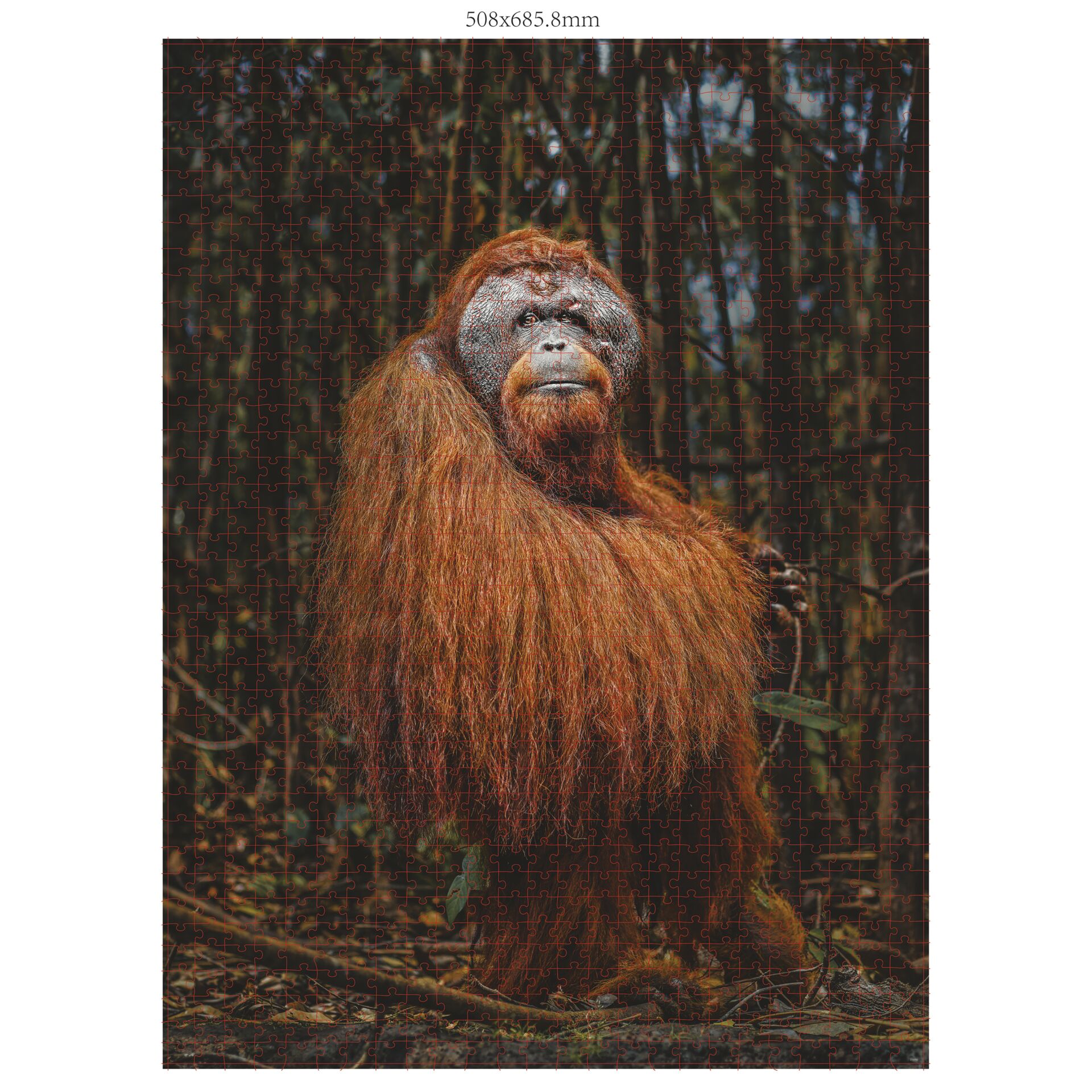 Ambassador Wildtiere 3x1000 Teile (Donal Boyd) 823314_03