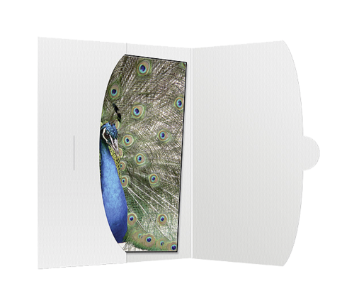 1x50 Daiber Schutzumschlag bis